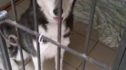 Ветеринарная клиника Вита изображение 13